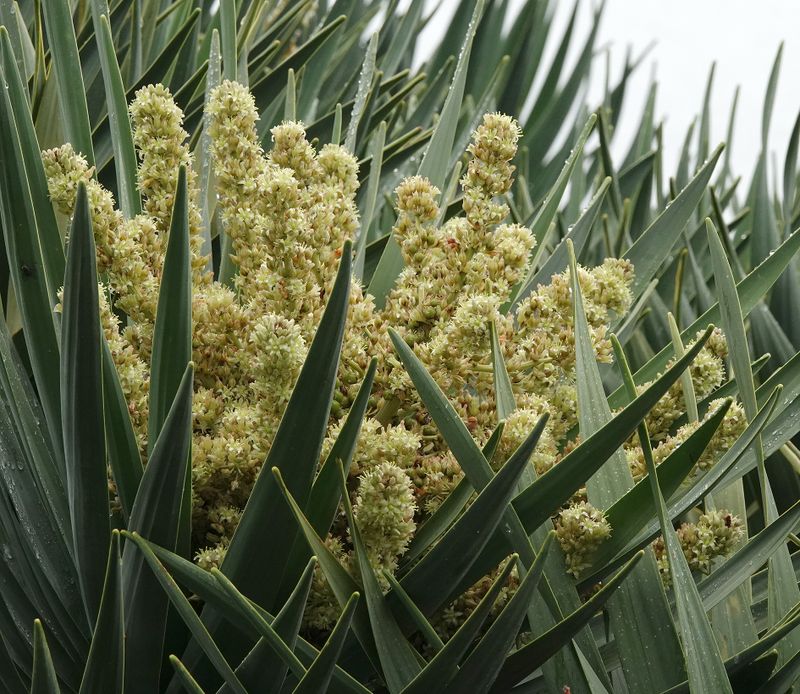 Dracaena draco.Closer.4.jpg
