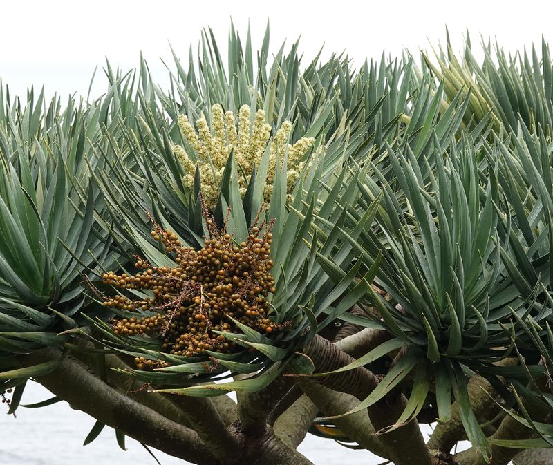 Dracaena draco.Closer.jpg