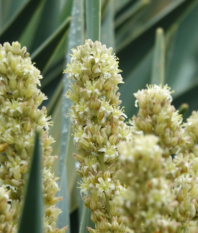 Dracaena draco.Close-up.2.jpg
