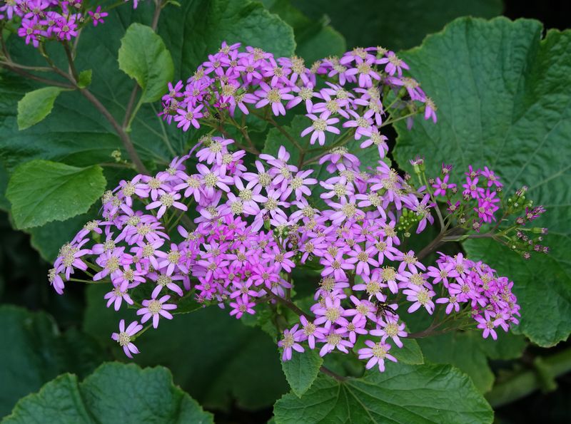 Pericallis malvifolia. Closer.jpg