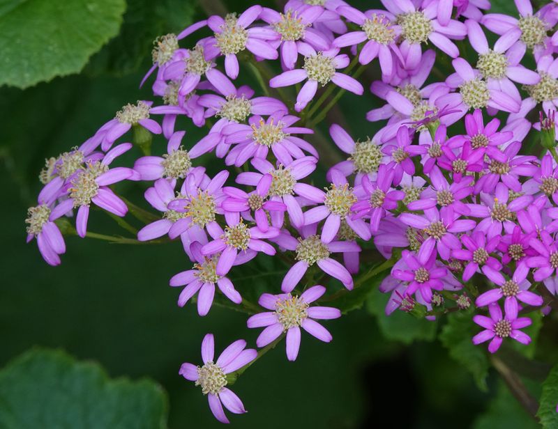 Pericallis malvifolia. Close-up.2.jpg
