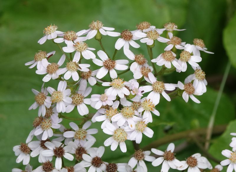 Pericallis malvifolia. White form.jpg