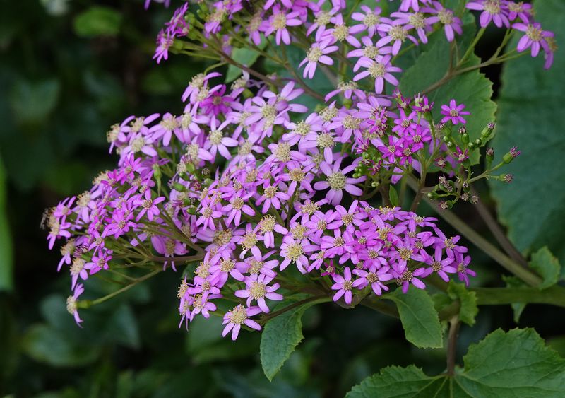 Pericallis malvifolia.5.jpg