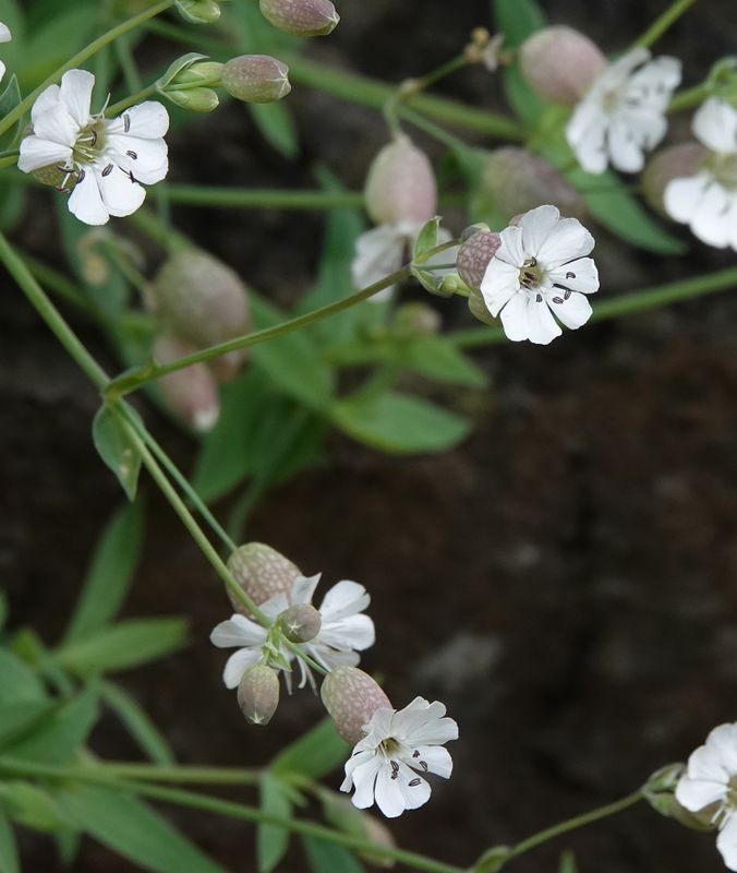 Silene uniflora. Closer.jpg