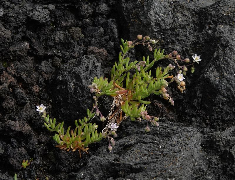 Spergularia azorica.5.jpg