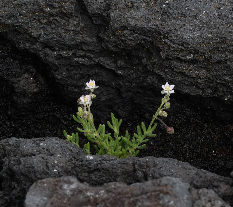 Spergularia azorica.6.jpg