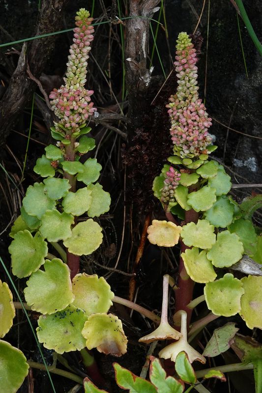 Umbilicus horizontalis.4.jpg