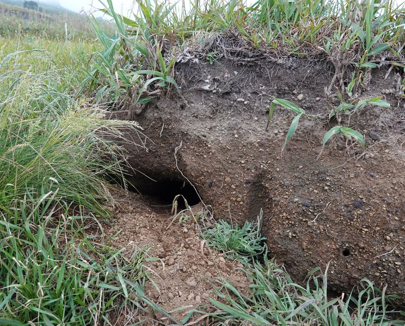 cagarro nest.jpg