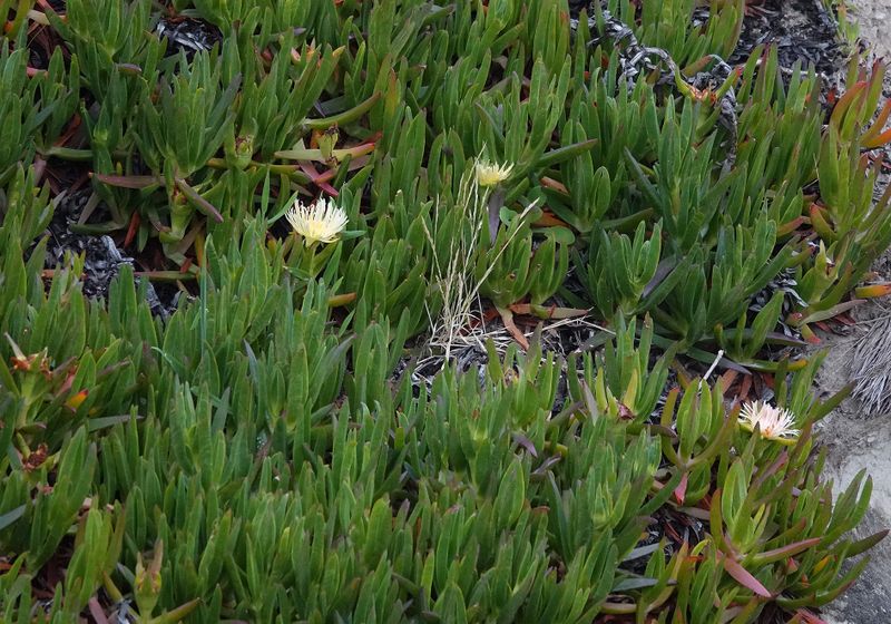 Carpobrotus edulis.3.jpg