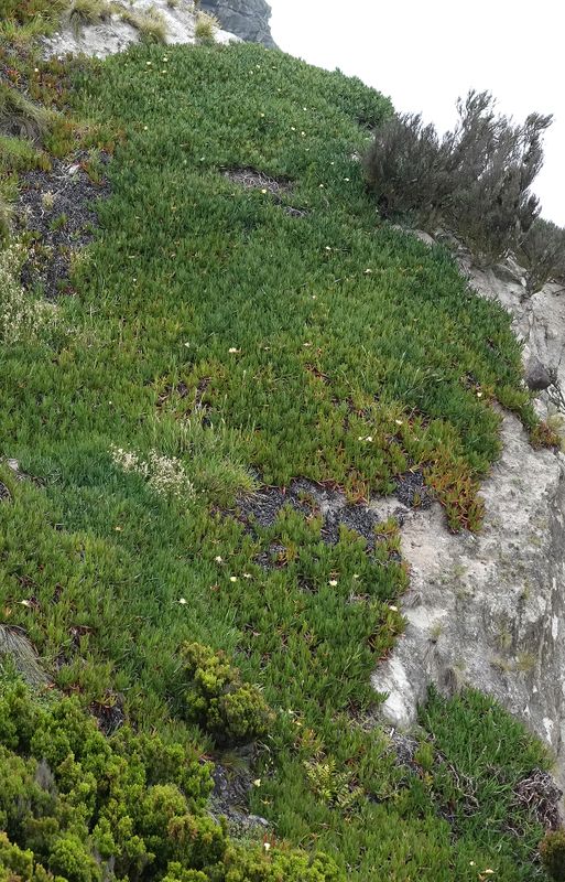Carpobrotus edulis.jpg
