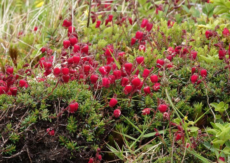 Daboecia azorica. Red form.2.jpg