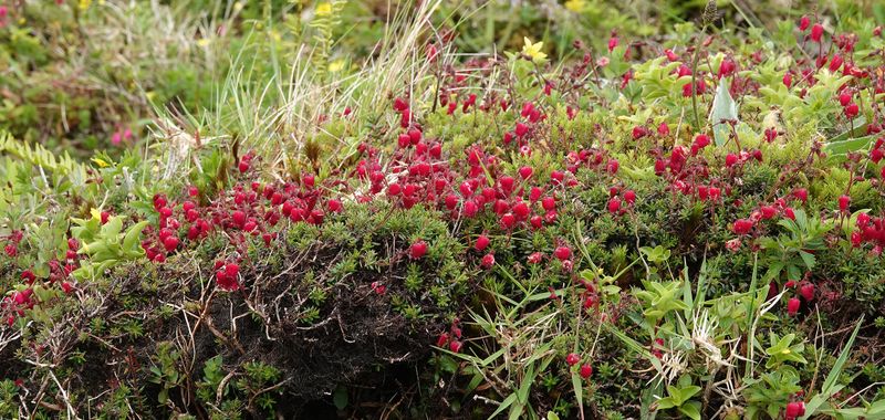 Daboecia azorica. Red form.jpg