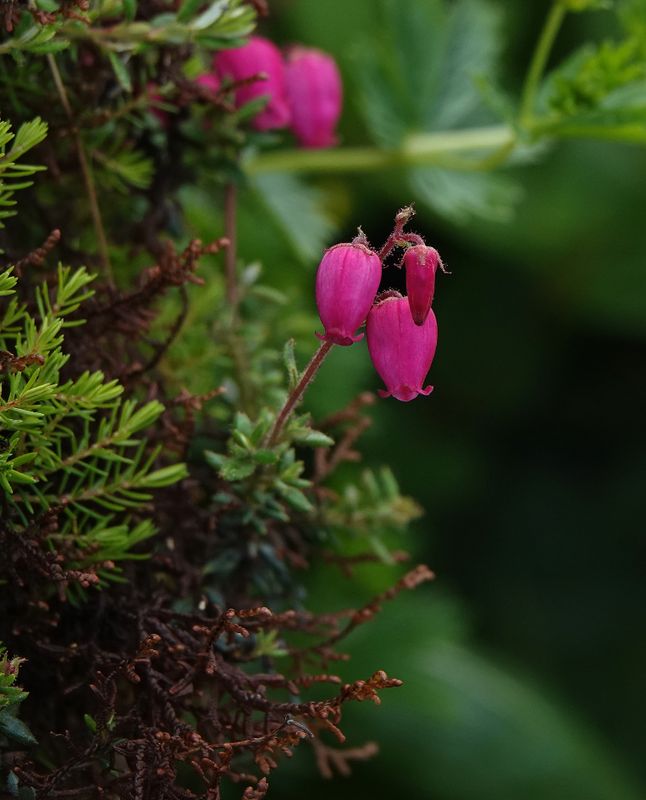 Daboecia azorica.5.jpg