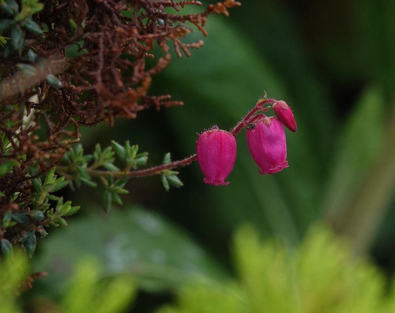 Daboecia azorica.6.jpg