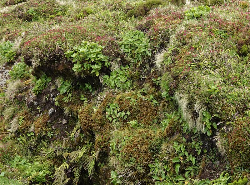 endemic vegetation.jpg