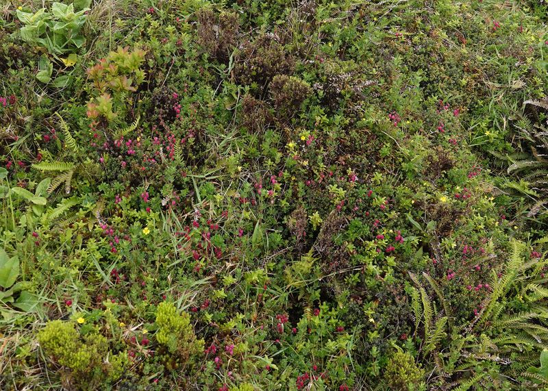 Ericoid vegetation.