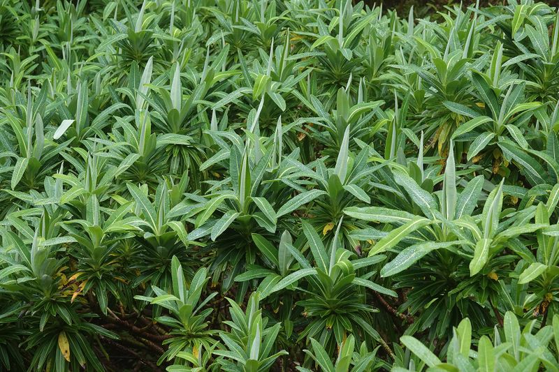 Euphorbia stygiana.4.jpg