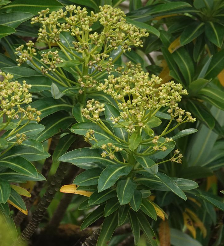 Euphorbia stygiana.Closer.2.jpg