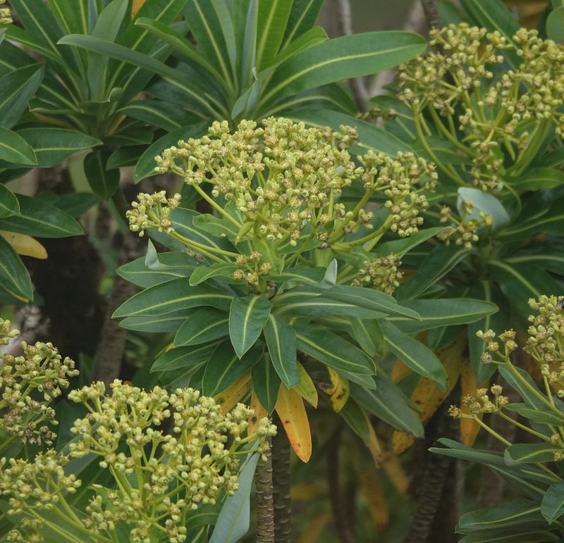 Euphorbia stygiana.Closer.jpg