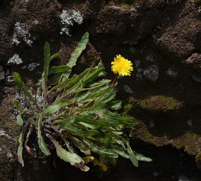Leontodon taraxacoides subsp. longirostris.jpg