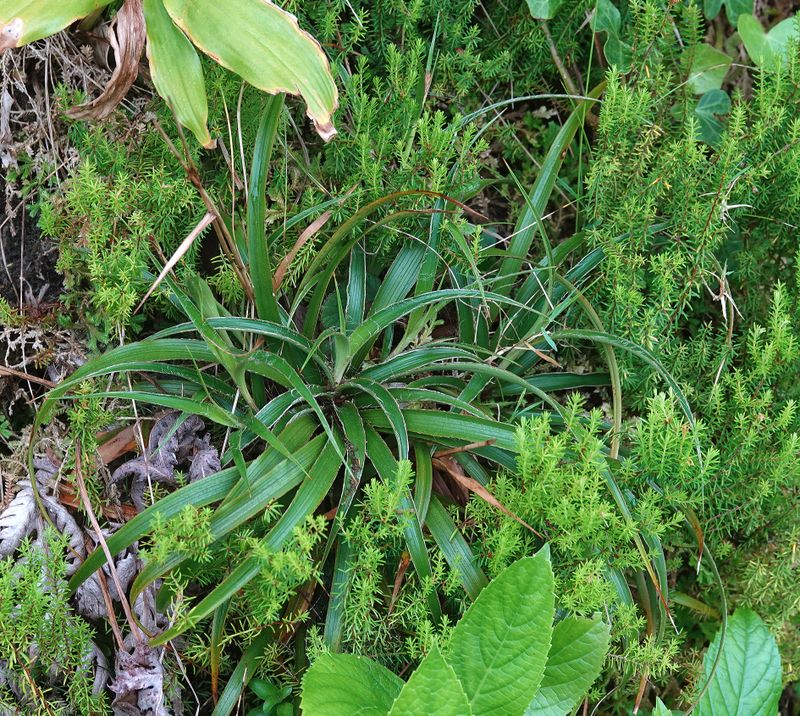 Luzula purpureo-splendens. Foliage.2.jpg