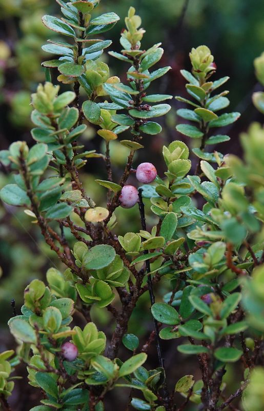 Myrsine retusa.2.jpg