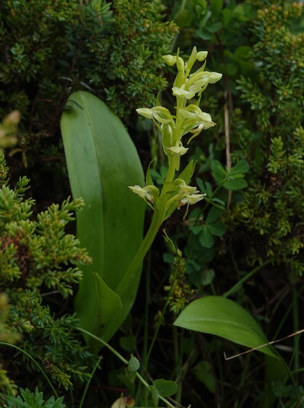 Platanthera azorica.jpg