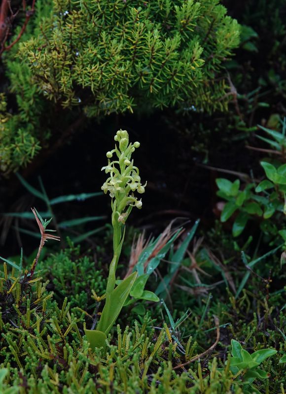 Platanthera pollostantha.2.jpg