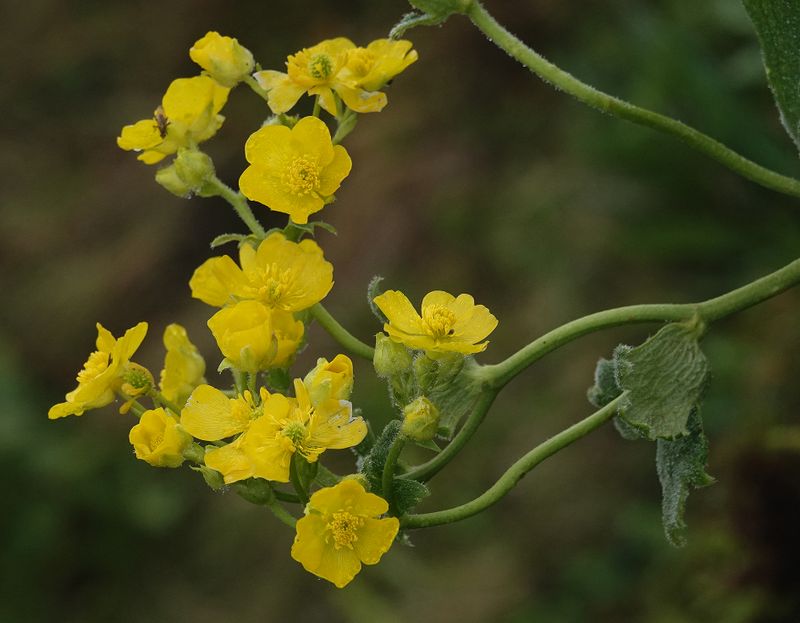 Ranunculus cortusifolius. Closer.2.jpg