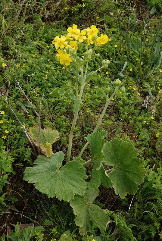 Ranunculus cortusifolius.3.jpg