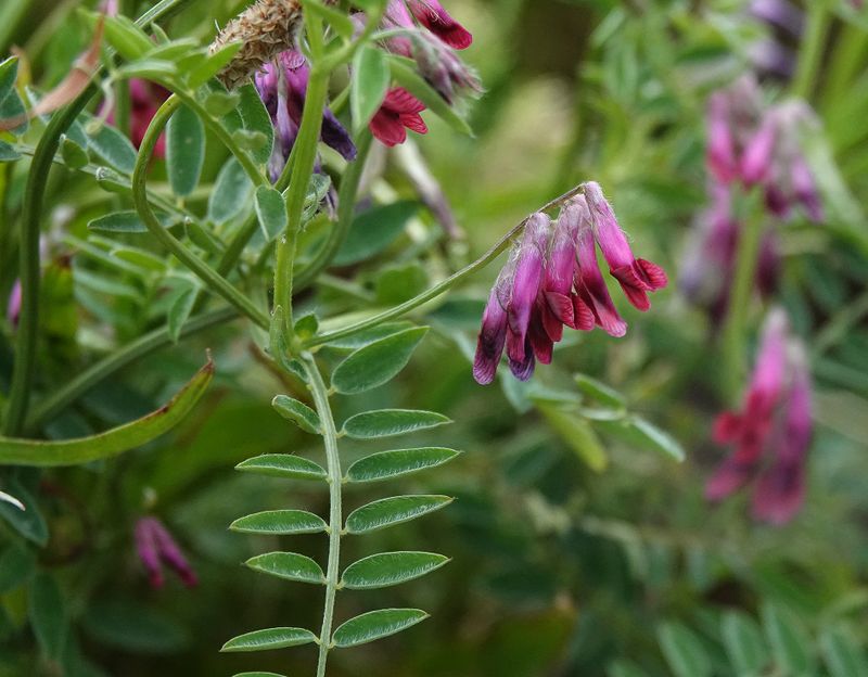 Vicia benghalensis.2.jpg