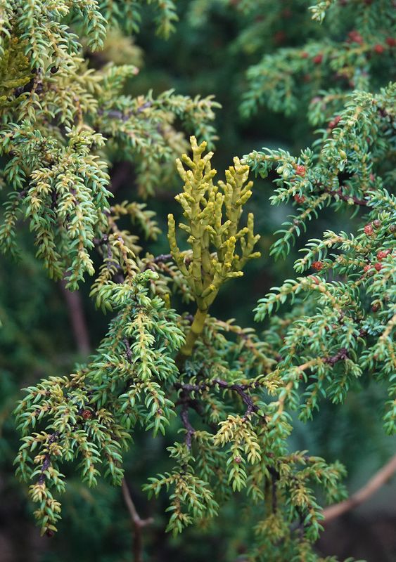 Arceuthobium azoricum.1.jpg