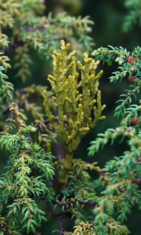 Arceuthobium azoricum.2.jpg
