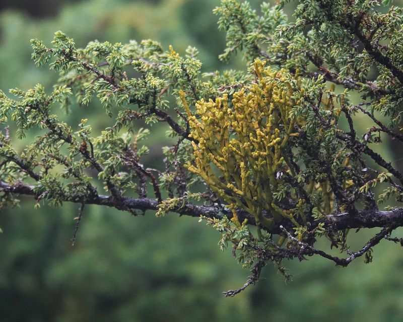 Arceuthobium azoricum.3.jpg