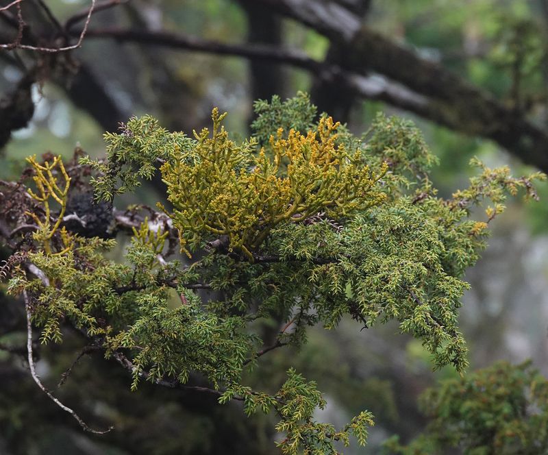 Arceuthobium azoricum.4.jpg