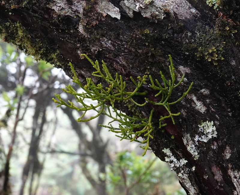 Arceuthobium azoricum.5.jpg