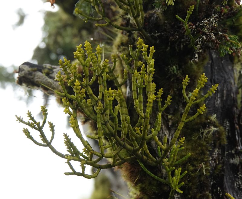 Arceuthobium azoricum.8.jpg
