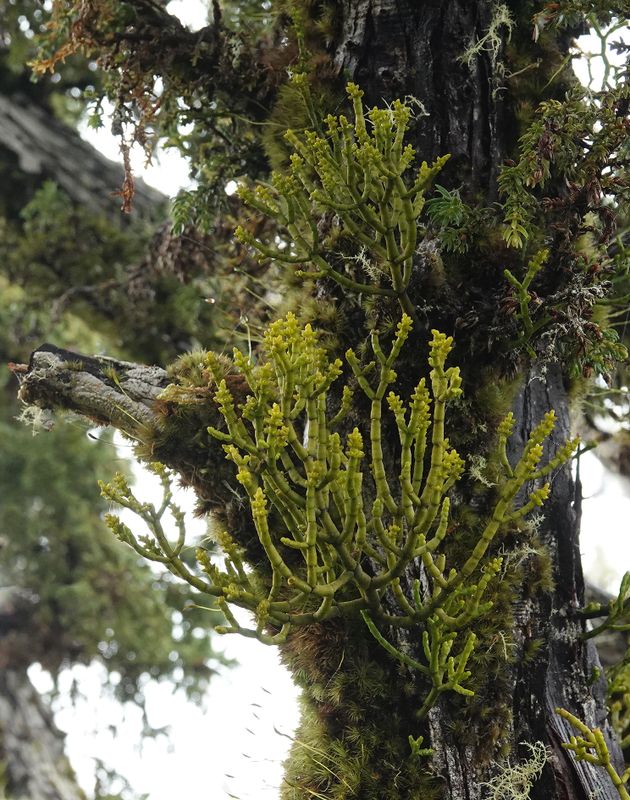 Arceuthobium azoricum.10.jpg