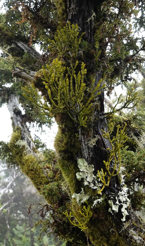 Arceuthobium azoricum.12.jpg