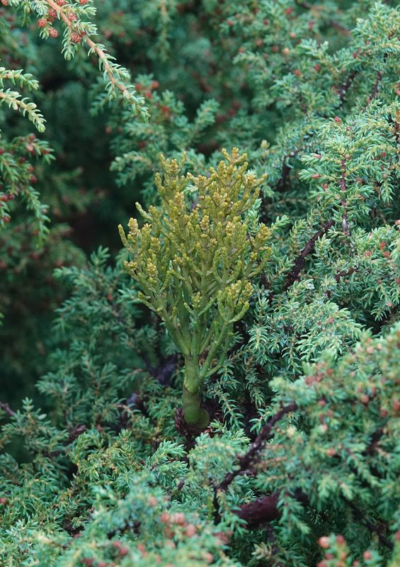 Arceuthobium azoricum.13.jpg