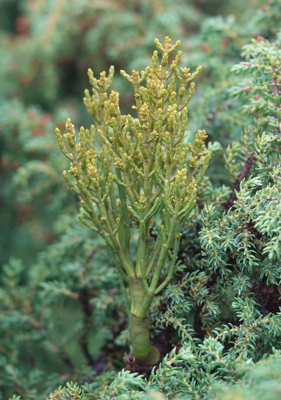 Arceuthobium azoricum.14.jpg