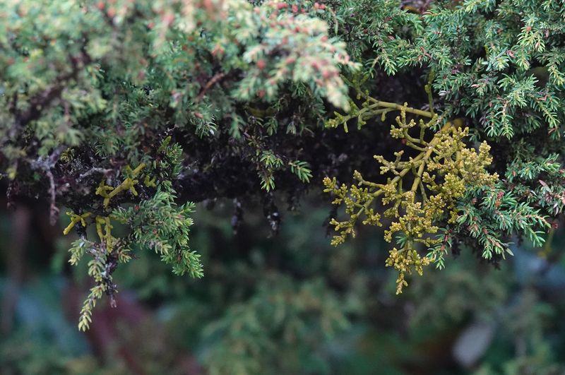 Arceuthobium azoricum.15.jpg