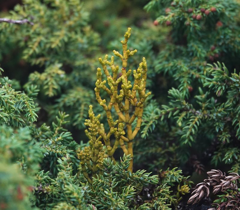 Arceuthobium azoricum.jpg