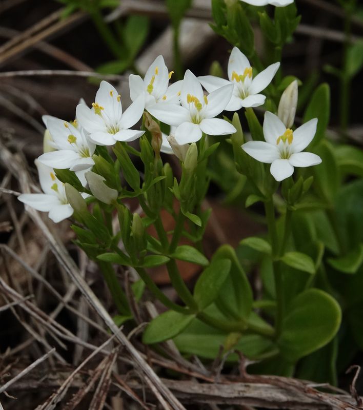 Centaurium scilloides. Closer.jpg