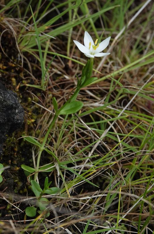Centaurium scilloides.2.jpg