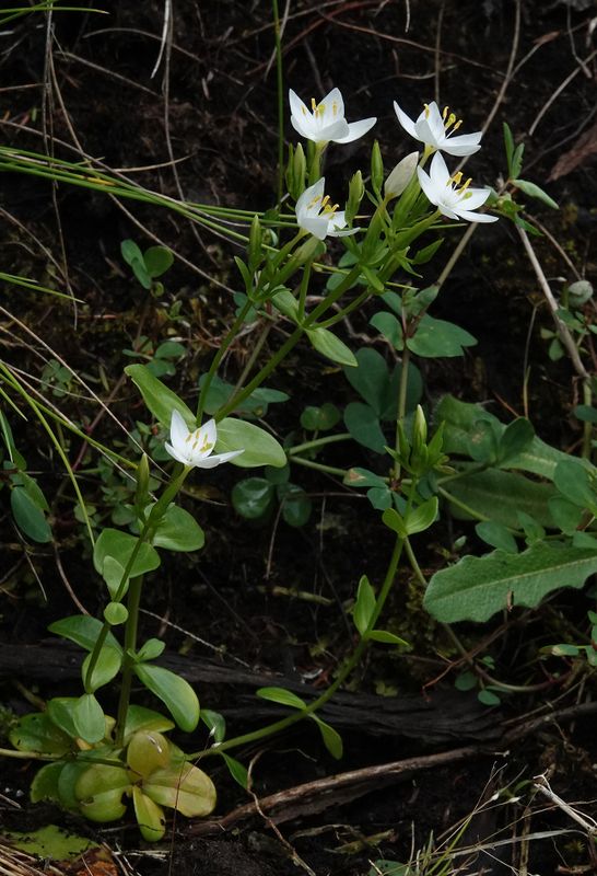 Centaurium scilloides.5.jpg