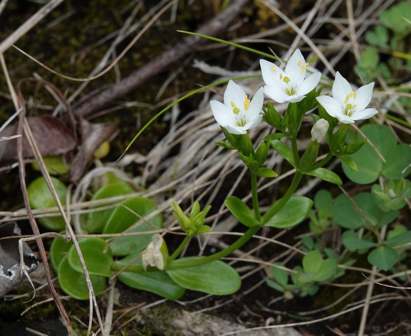 Centaurium scilloides.7.jpg