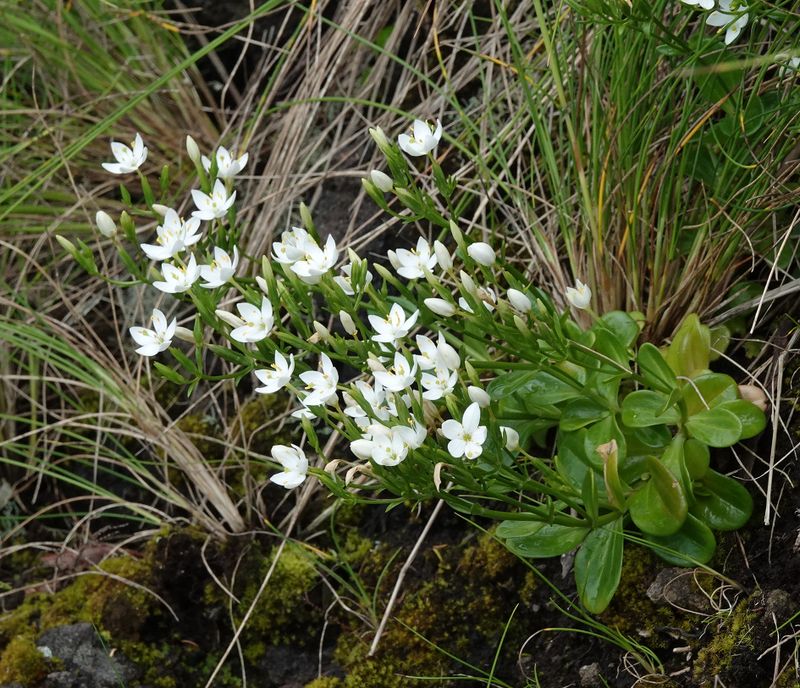 Centaurium scilloides.8.jpg