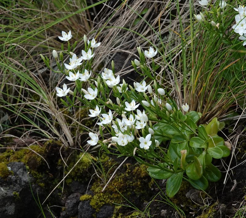 Centaurium scilloides.10.jpg