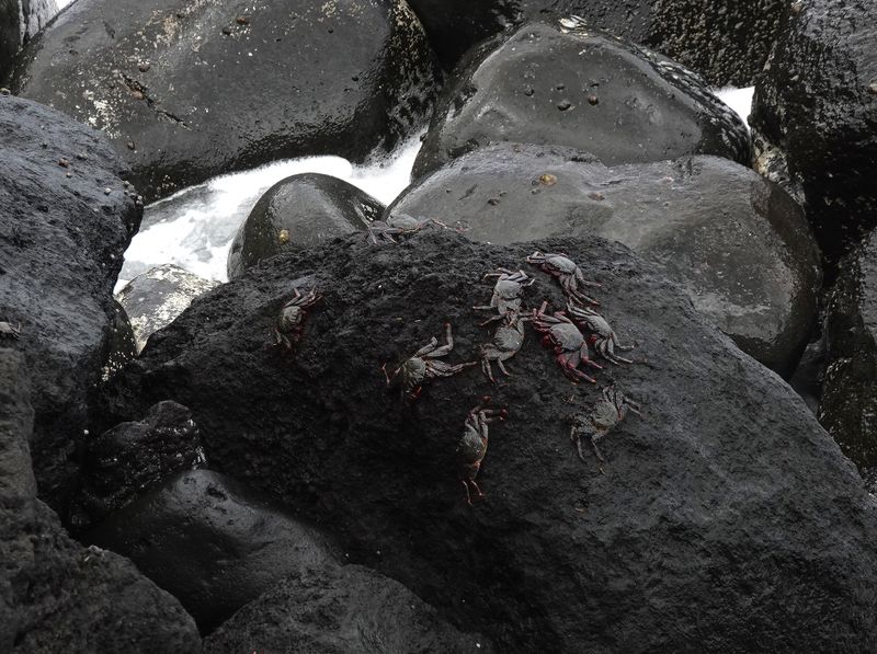 Grapsus adscensionis.jpg